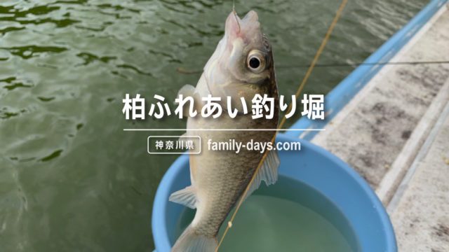 神奈川県 子どもと楽しむ 金魚釣り堀 おすすめ7選 かぞくの休日