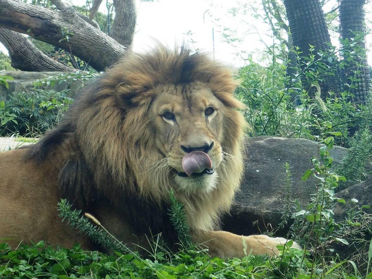 神奈川県 家族でたっぷり一日中楽しめる横浜動物園ズーラシア かぞくの休日