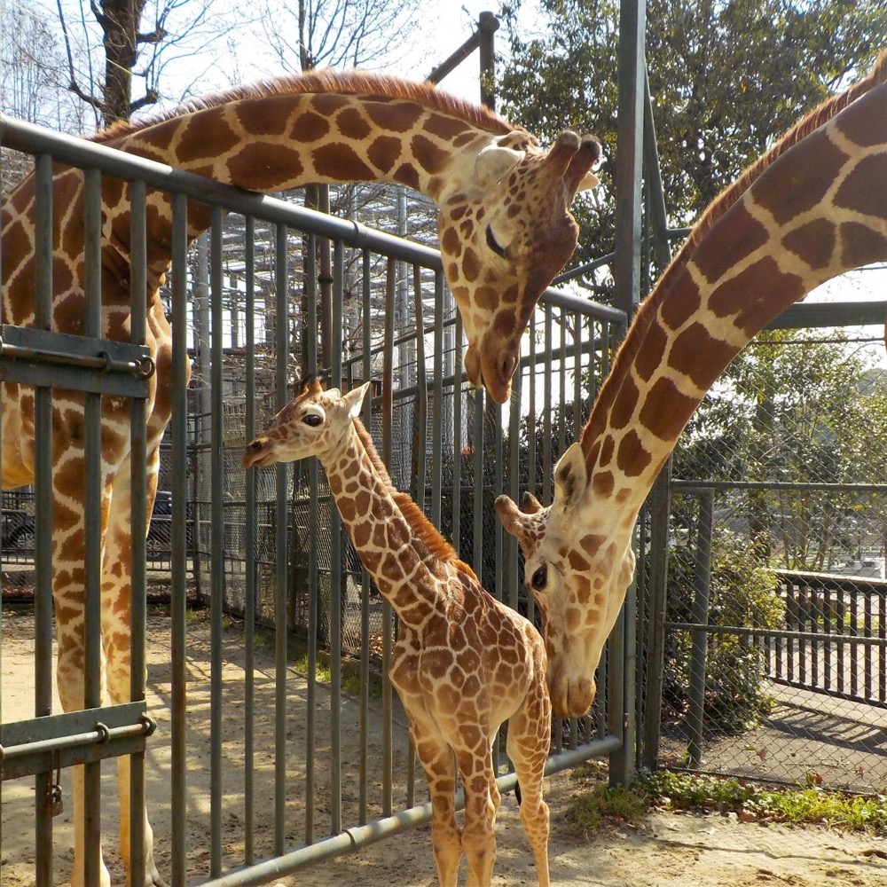 福岡県 大規模リニューアルの前後を楽しもう 福岡市動物園の今と未来 かぞくの休日