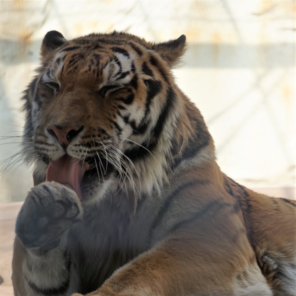 福岡県 大規模リニューアルの前後を楽しもう 福岡市動物園の今と未来 かぞくの休日