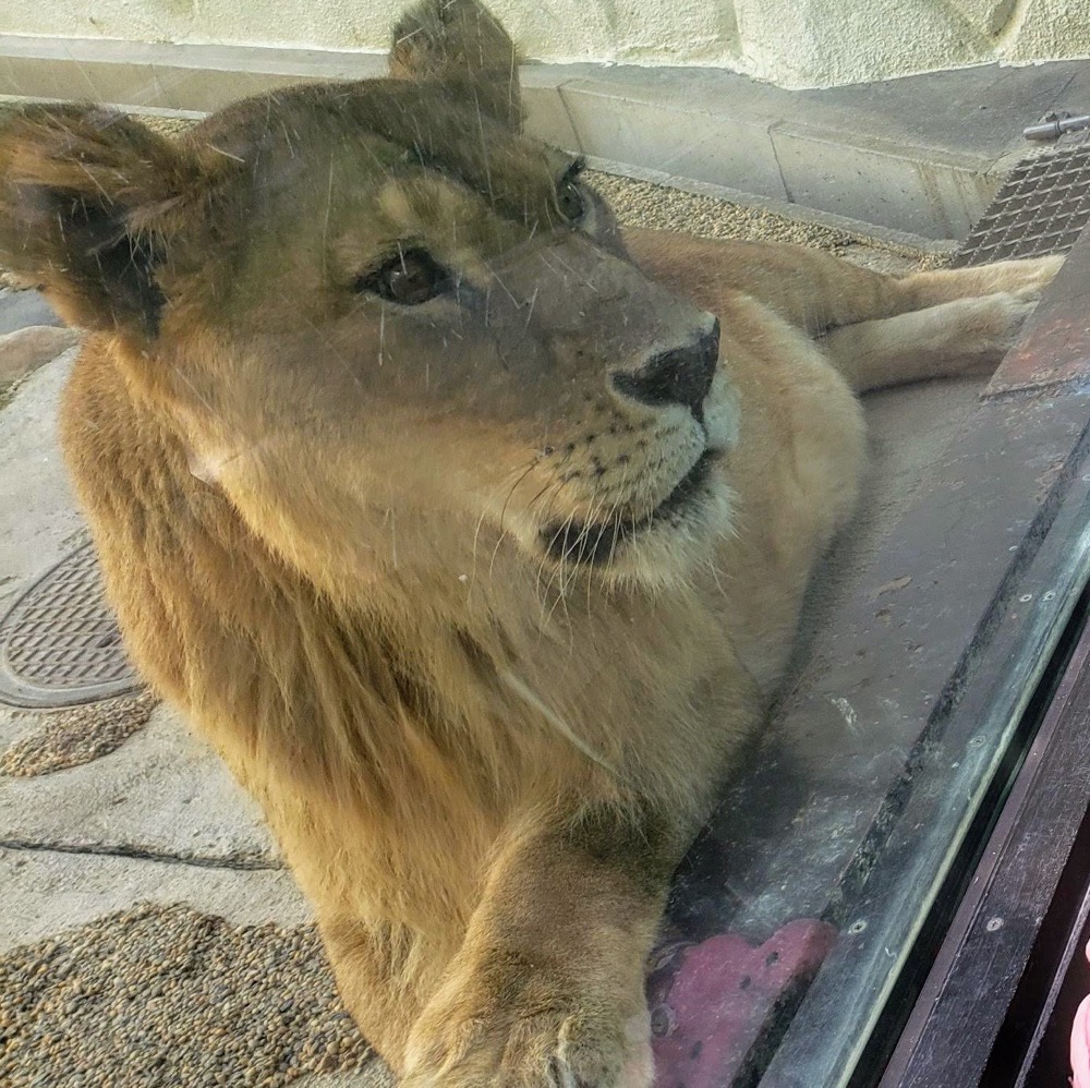 福岡県 大規模リニューアルの前後を楽しもう 福岡市動物園の今と未来 かぞくの休日