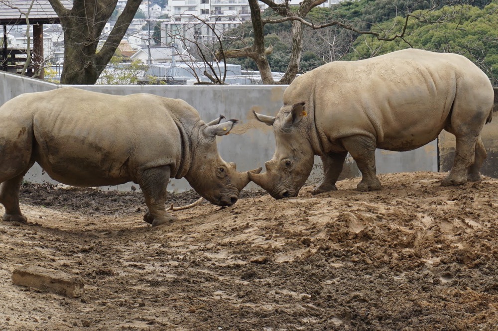 福岡県 大規模リニューアルの前後を楽しもう 福岡市動物園の今と未来 かぞくの休日